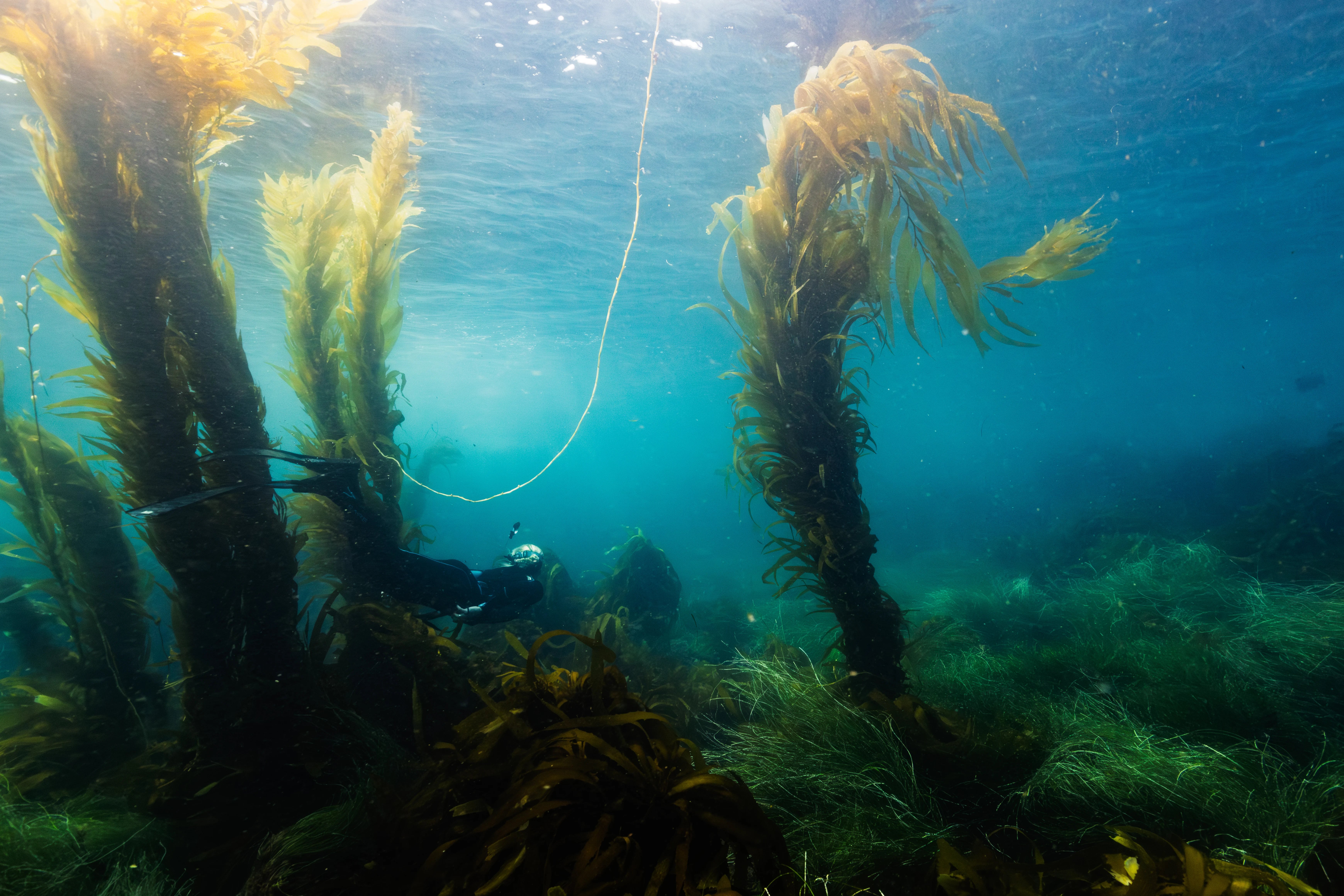 A diver exploring the blue ocean below the sunlit surface.