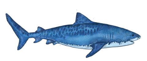 Tiger shark sticker