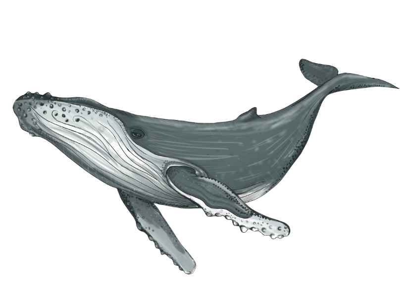 Whale original artwork cutout