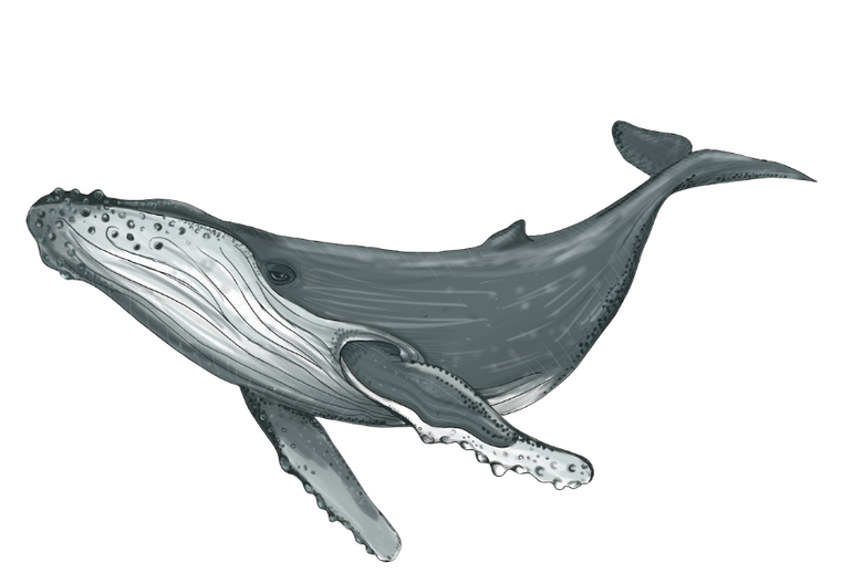 Whale original artwork cutout