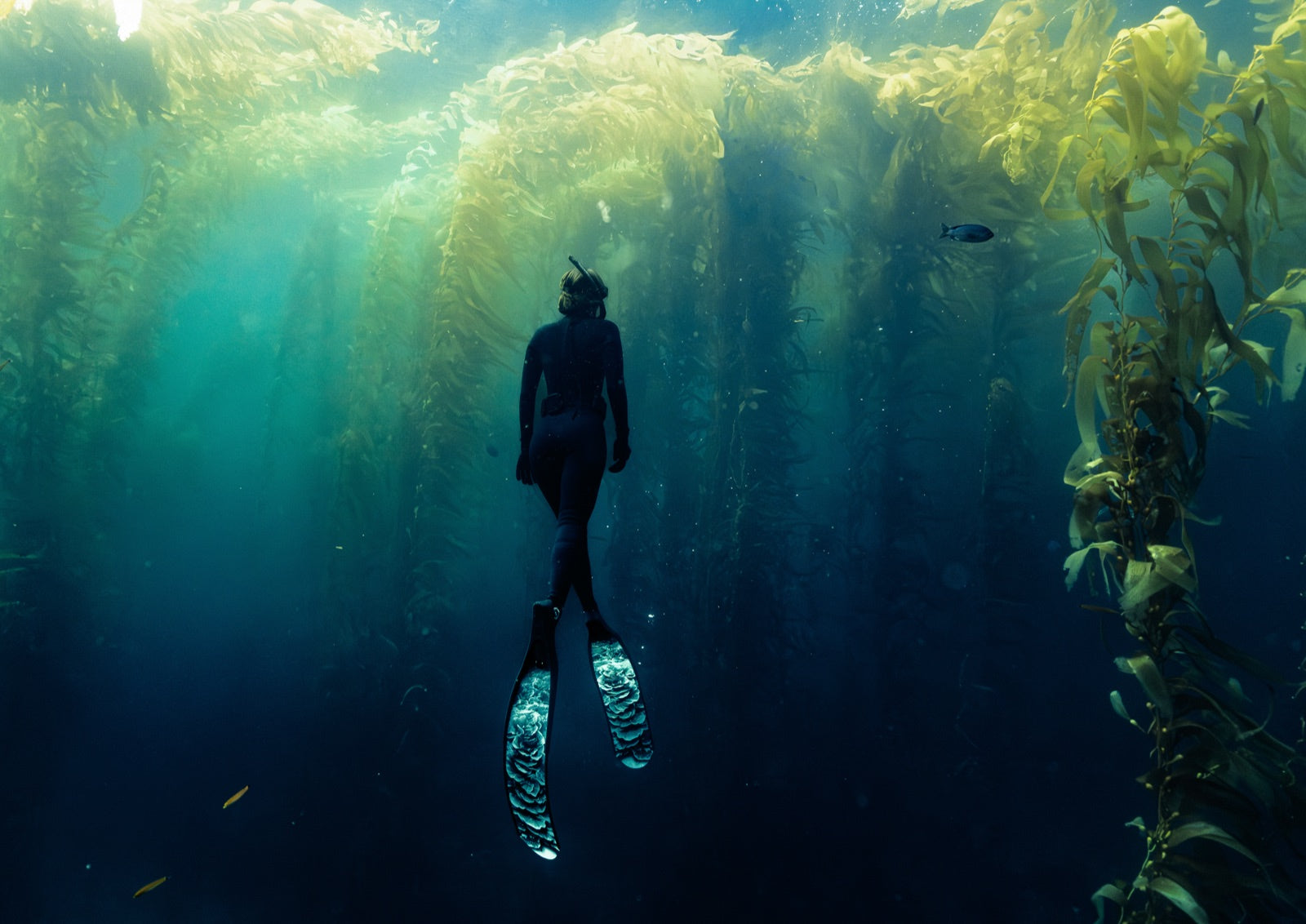 A diver beneath golden kelp, photographed by Henry