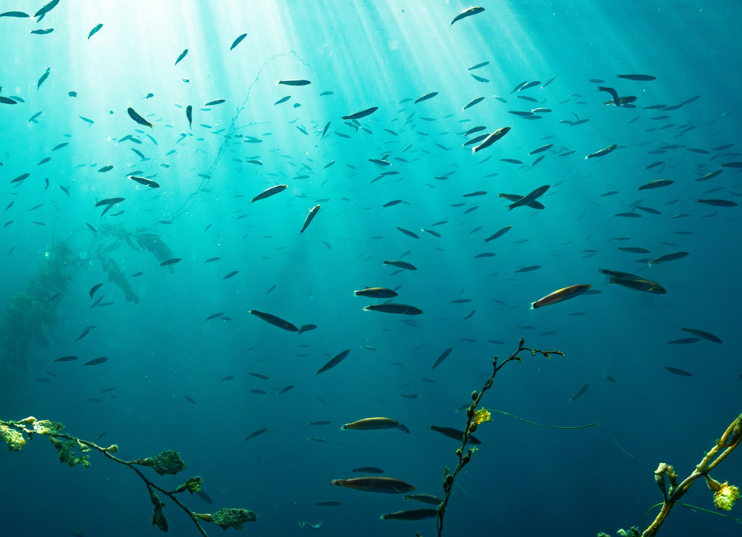 Sun rays filtering through a school of fish in Henry’s underwater photograph.